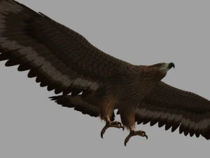 Eagle 3D Model