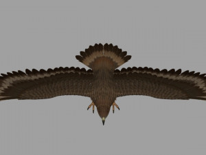 Eagle Model 3D