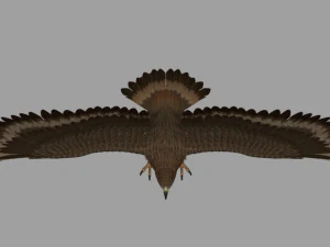 Eagle 3D Model