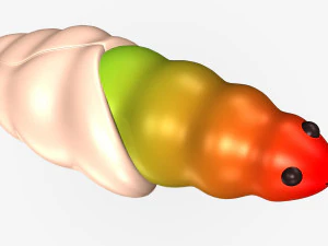 butterfly anatomy 3D Model