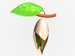 butterfly anatomy 3D-Modell
