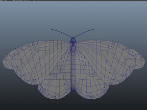 butterfly anatomy 3D-Modell