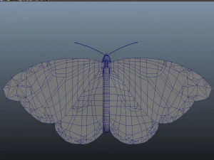 butterfly anatomy 3D Model