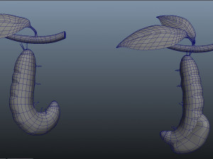 butterfly anatomy 3D-Modell
