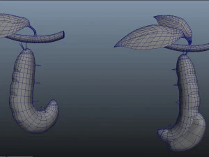 butterfly anatomy 3D Model