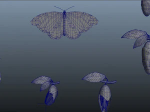 butterfly anatomy 3D Model