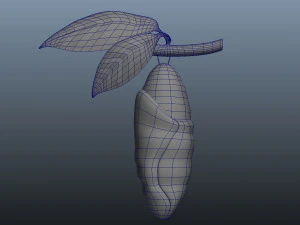 butterfly anatomy 3D Model