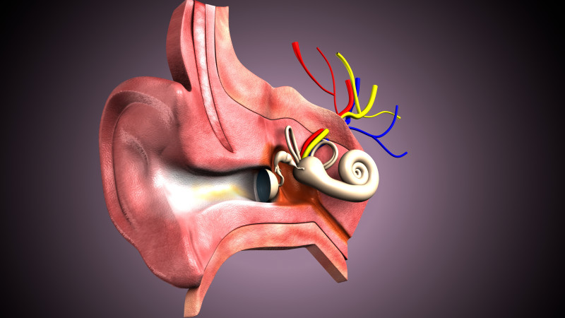 Human Ear anatomy 3D Model .c4d .max .obj .3ds .fbx .stl .blend 