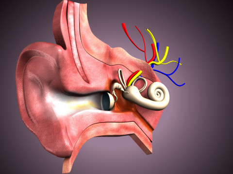 Human Ear anatomy 3D Model
