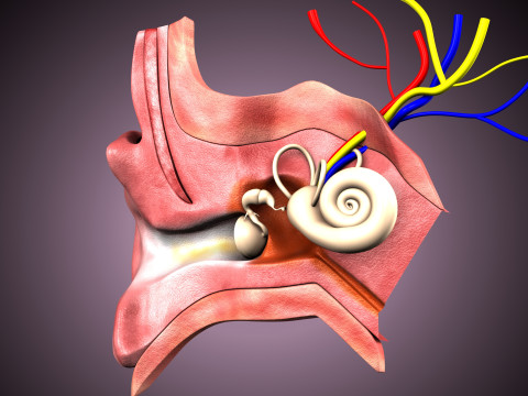 Human Ear anatomy 3D Model