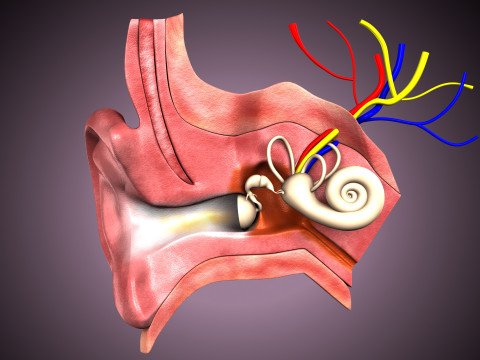 Human Ear anatomy 3D Model