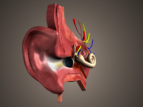 Human Ear anatomy 3D Model