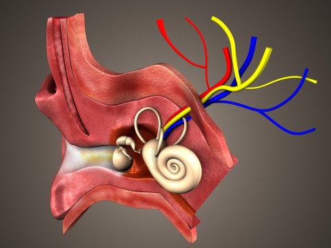 Human Ear anatomy 3D Model