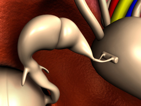 Human Ear anatomy 3D Model