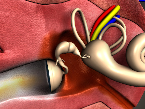 Human Ear anatomy 3D Model