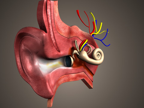 Human Ear anatomy 3D Model
