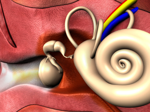 Human Ear anatomy 3D Model
