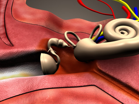 Human Ear anatomy 3D Model