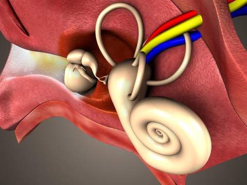 Human Ear anatomy 3D Model