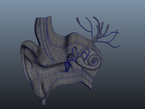Human Ear anatomy 3D Model