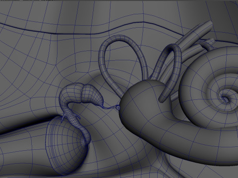 Human Ear anatomy 3D Model