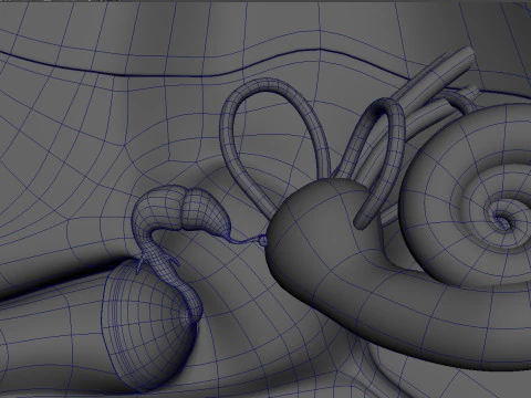 Human Ear anatomy 3D Model