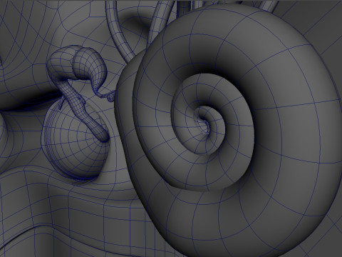 Human Ear anatomy 3D Model