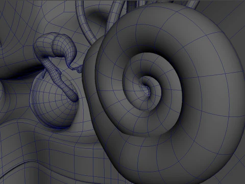 Human Ear anatomy 3D Model