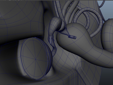 Human Ear anatomy 3D Model