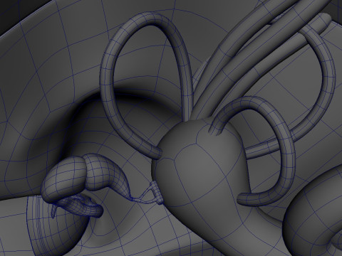 Human Ear anatomy 3D Model