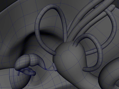Human Ear anatomy 3D Model