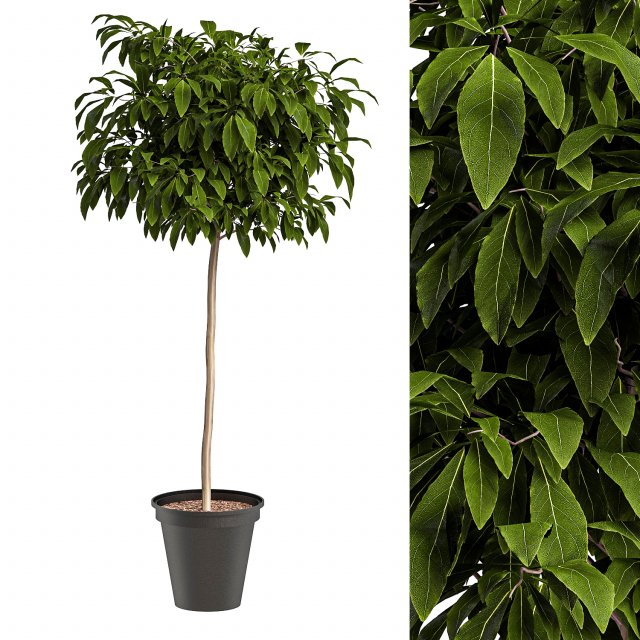 Bushes for interior 1 3D Model .c4d .max .obj .3ds .fbx .stl .blend 