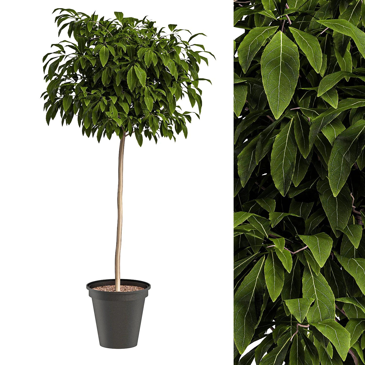 Bushes for interior 1 3D Model .c4d .max .obj .3ds .fbx .stl .blend