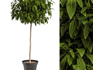 Bushes for interior 1 3D Модель