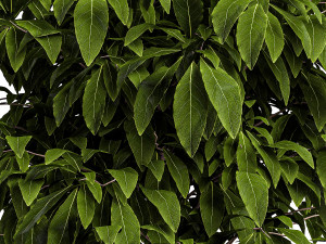 Bushes for interior 1 3D Model