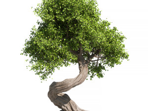 Tree Set 1 3D Model