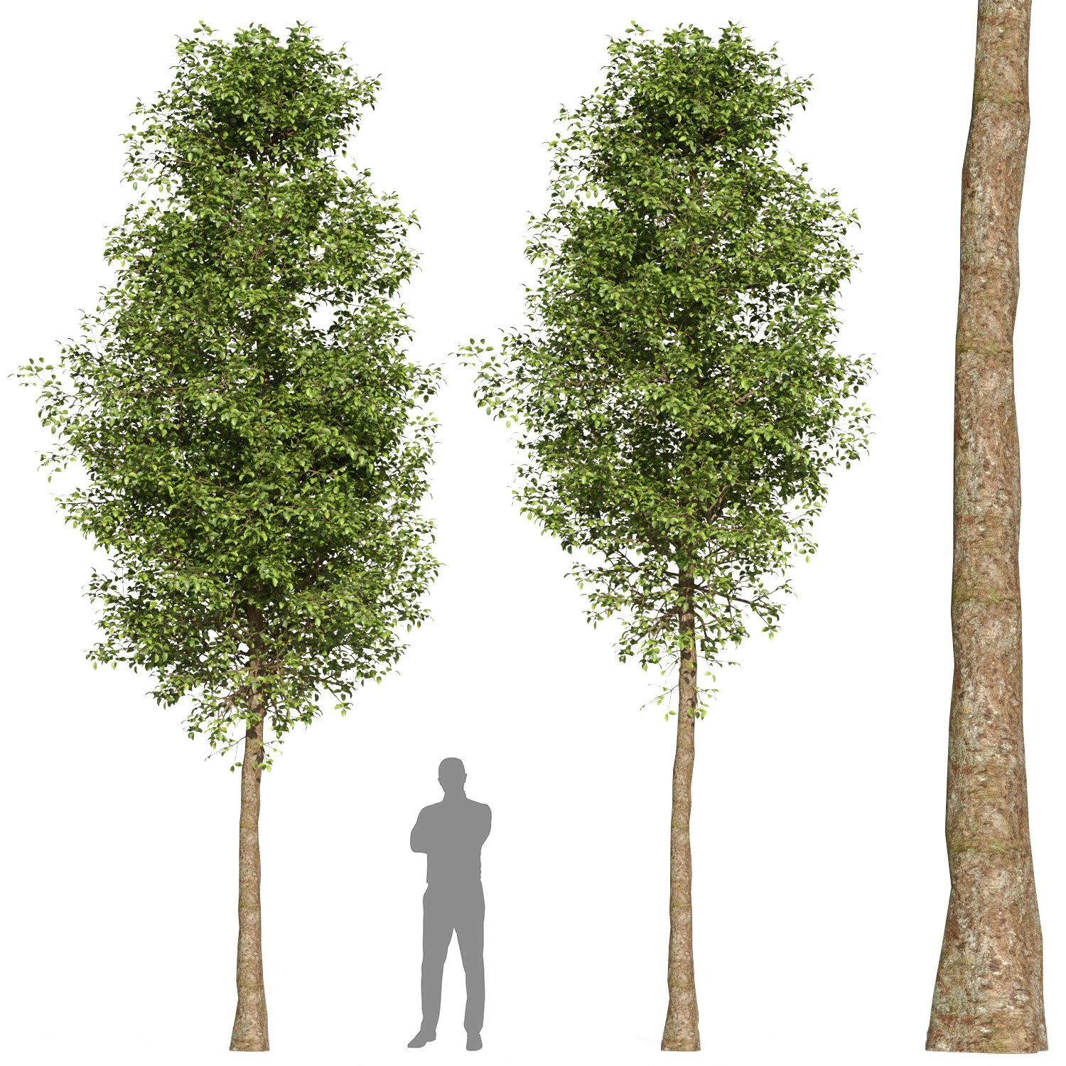Tree Set 02 3D Model .c4d .max .obj .3ds .fbx .stl .blend
