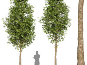 Tree Set 02 3D Model