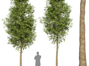 Набір дерев 02 3D Модель