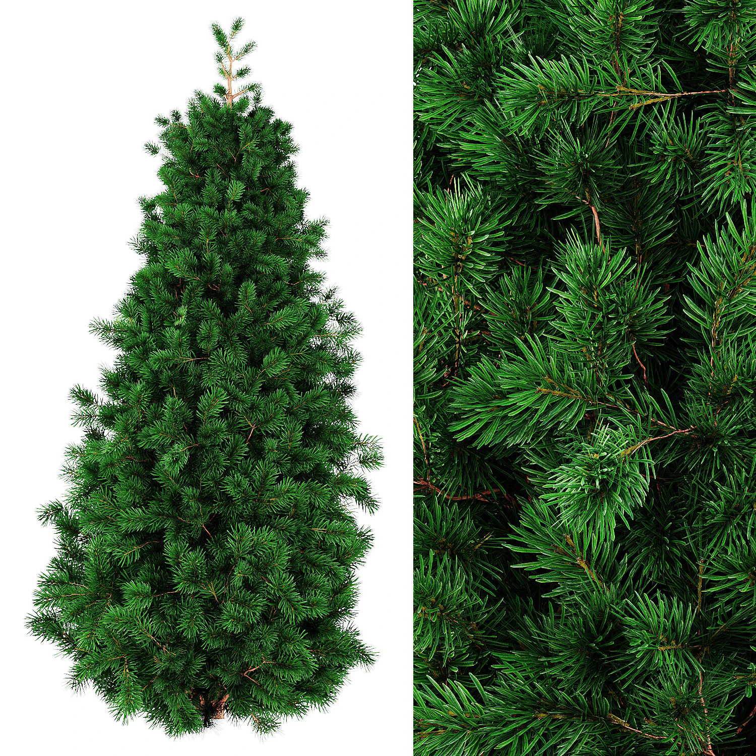 Juniper 3D Model .c4d .max .obj .3ds .fbx .stl .blend