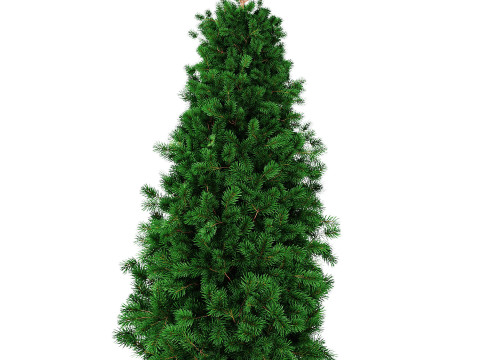 Juniper Modello 3D