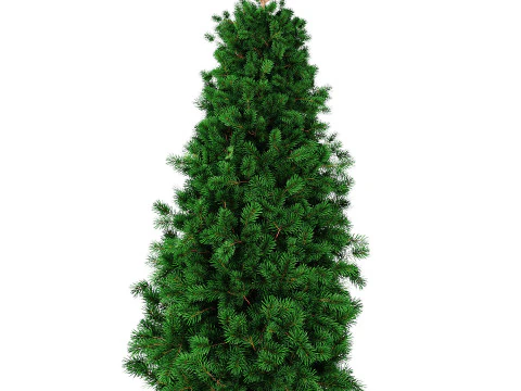 Juniper 3D Model