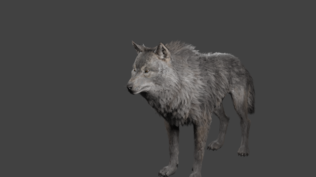 realistic wolf rigged Modelo 3D .c4d .max .obj .3ds .fbx .stl .blend 