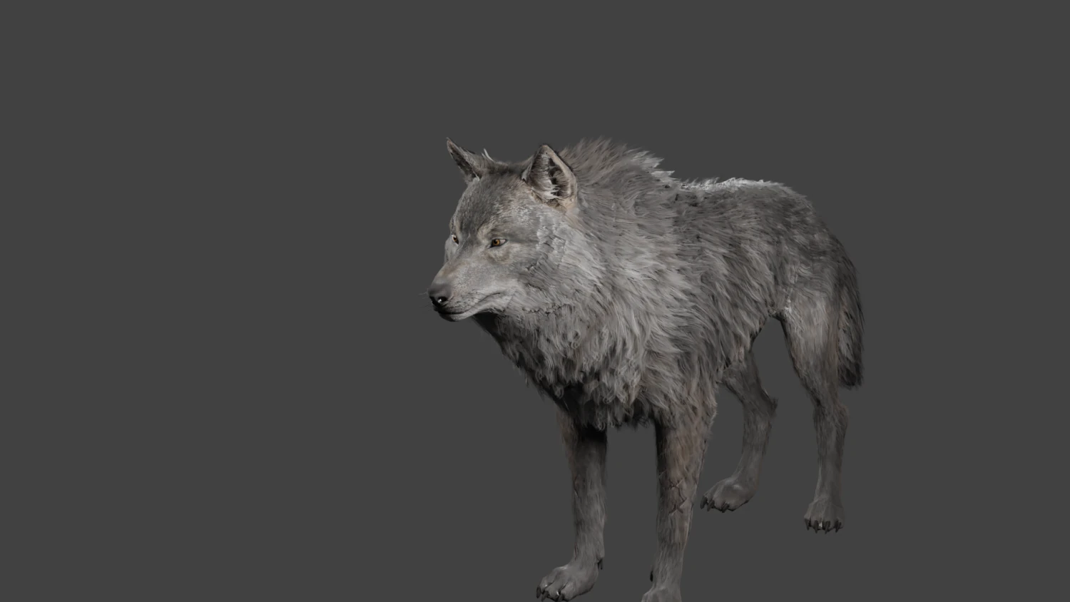 realistic wolf rigged 3D Model .c4d .max .obj .3ds .fbx .stl .blend 