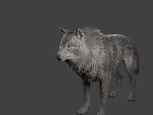 realistic wolf rigged 3D Model