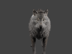realistic wolf rigged Modelo 3D