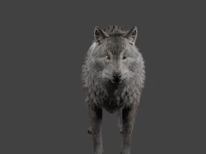realistic wolf rigged 3D Model