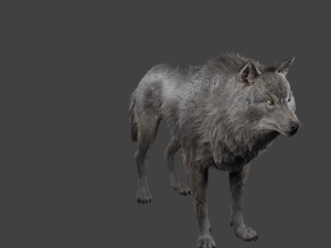realistic wolf rigged Modelo 3D