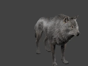 realistic wolf rigged 3D Model