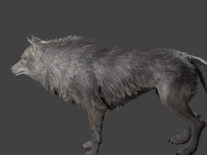 realistic wolf rigged Modelo 3D